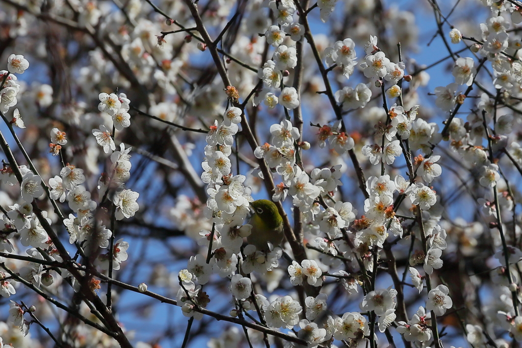 里山にて　IMG_3