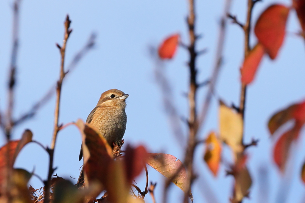 百舌鳥   IMG-1202