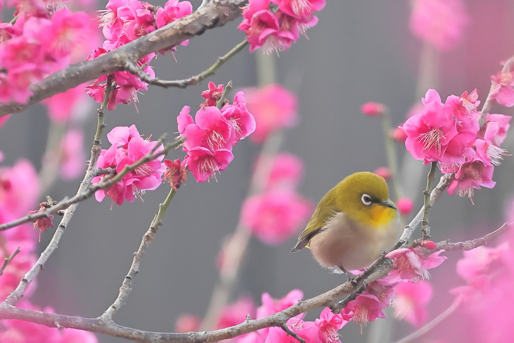 メジロと梅⑤　　　IMG-0311