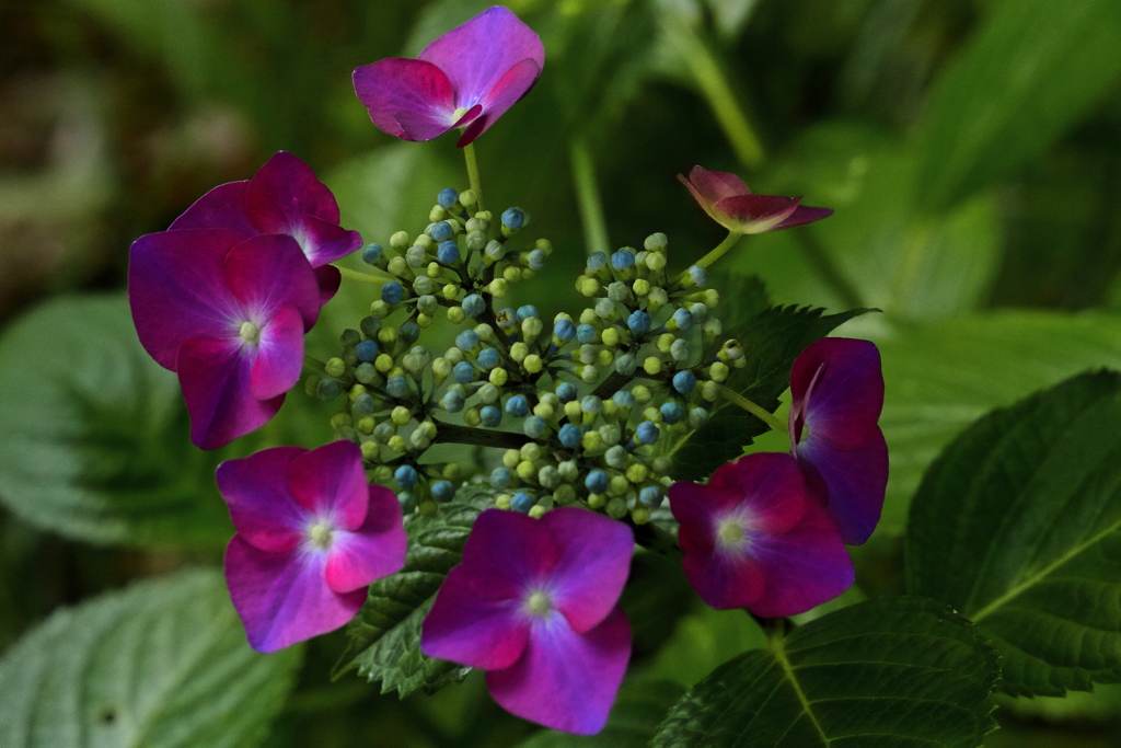 紫陽花　IMG_10