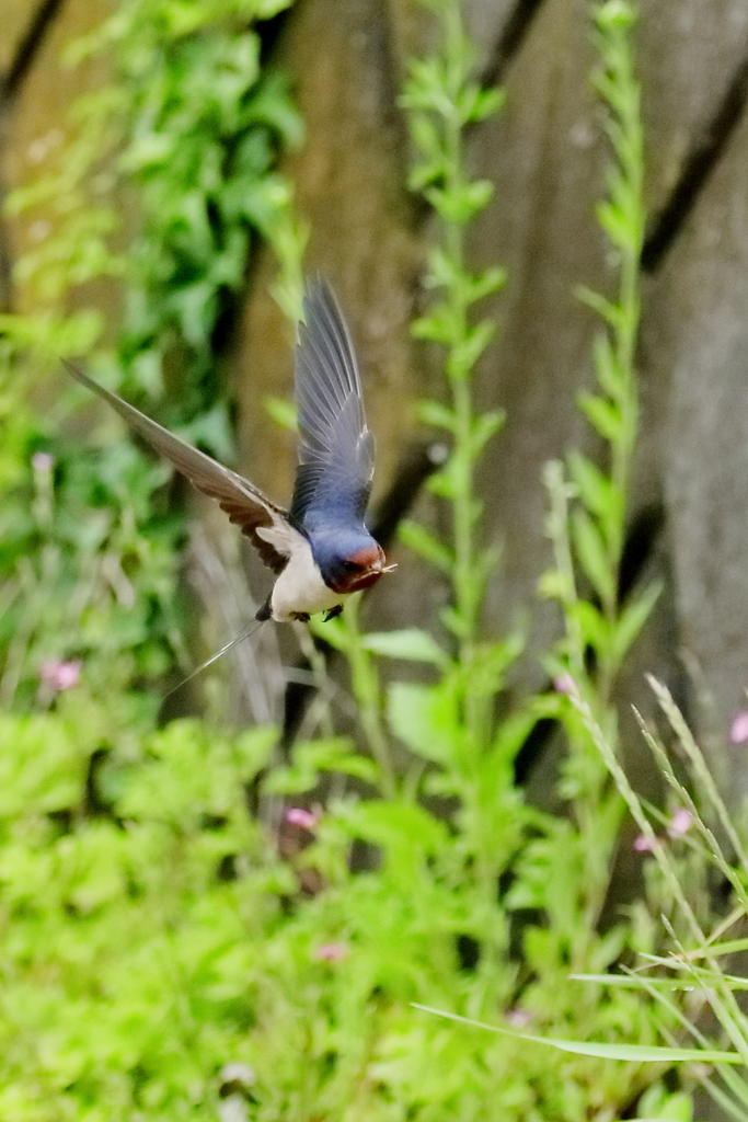 　ツバメ　　　IMG-0527