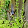 　ツバメ　　　IMG-0527