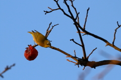 メジロと柿　IMG_2