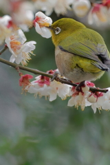 メジロ  　IMG-260221