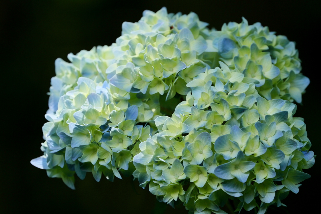 紫陽花　IMG_4