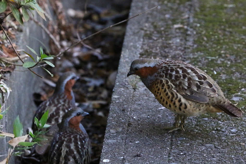 ちょっとこい　IMG_2