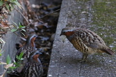 ちょっとこい　IMG_2