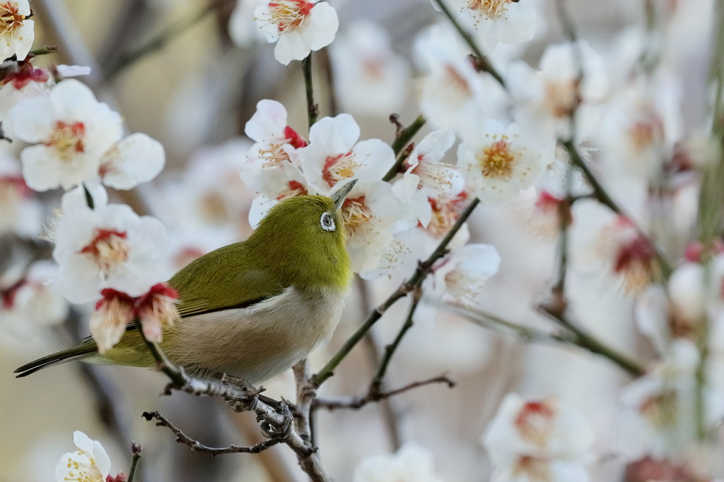 梅の香り　IMG-0315