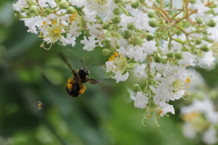 ヤッホ～！   　IMG-240912