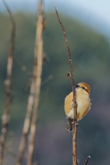 モズ　IMG-250227