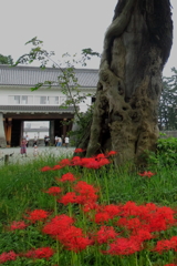 小田原城　IMG_3