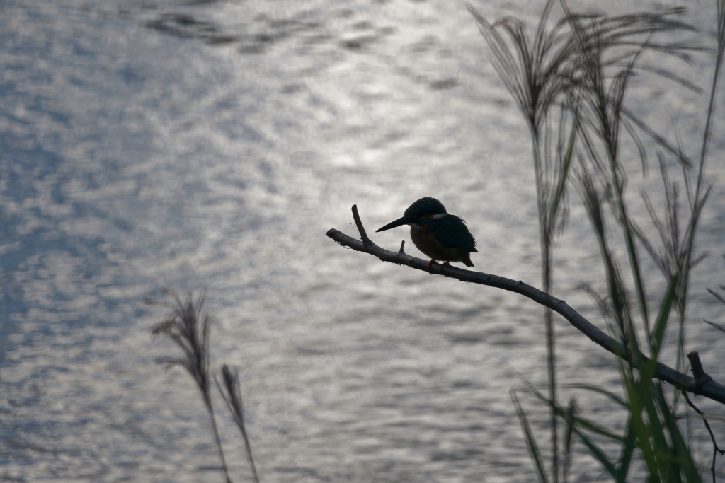 カワセミ　　IMG-241219