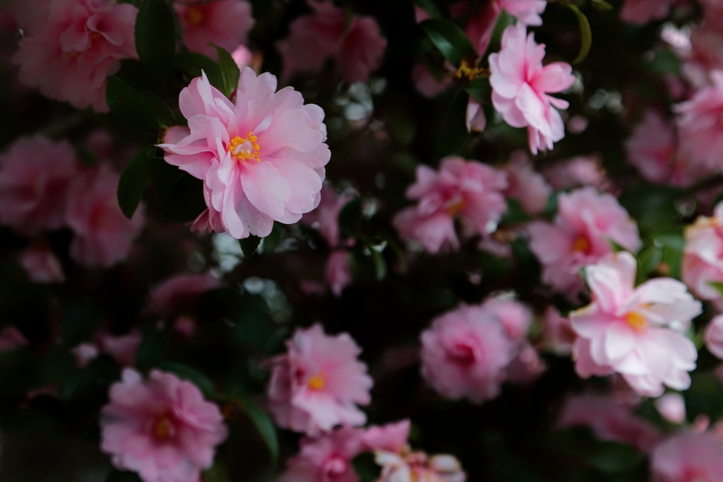 山茶花　　IMG-251229