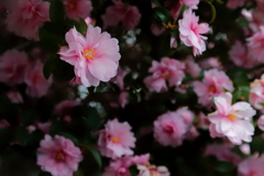 山茶花　　IMG-251229