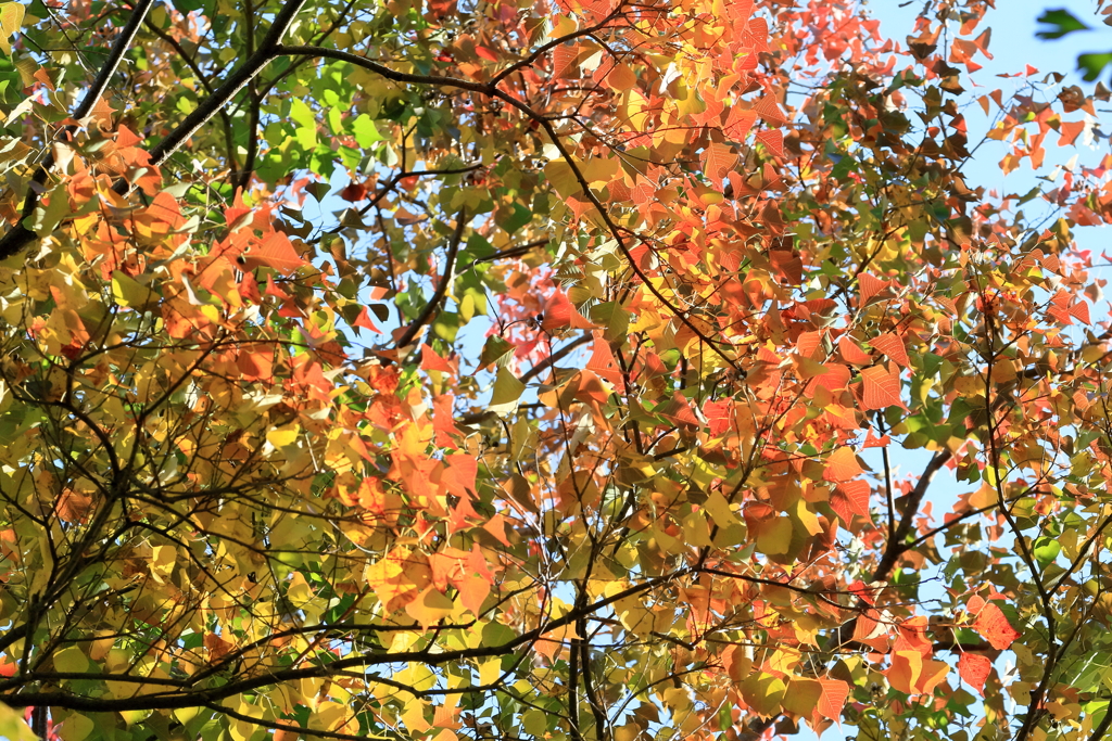 里山にて（紅葉）　IMG_23