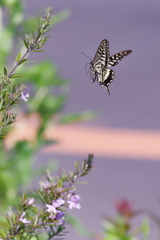 ナミアゲハ   　IMG-250704