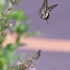 ナミアゲハ   　IMG-250704