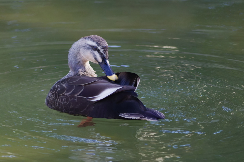 カルガモ　　IMG-260119