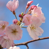 散歩　さくら　IMG_18