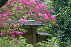 ミツバツツジ   　IMG-250513