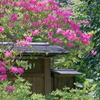 ミツバツツジ   　IMG-250513