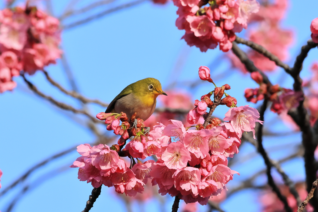 メジロと緋桜⑤　　IMG-0325