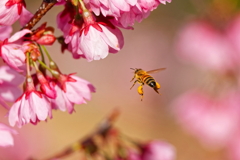 小彼岸桜と蜜蜂  　IMG-240414