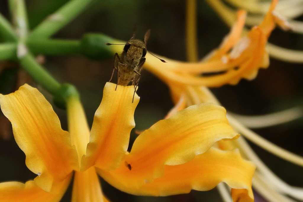 曼珠沙華　IMG_1