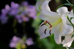 百合　IMG-25072