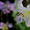 百合　IMG-25072