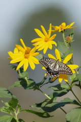 ナミアゲハと菊芋     　IMG-241020