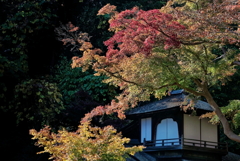 三溪園　　IMG-251207-1