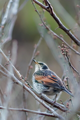 ツグミ   　IMG-260126