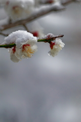 雪見梅　IMG-260217