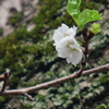本興寺 (桜)　IMG_8