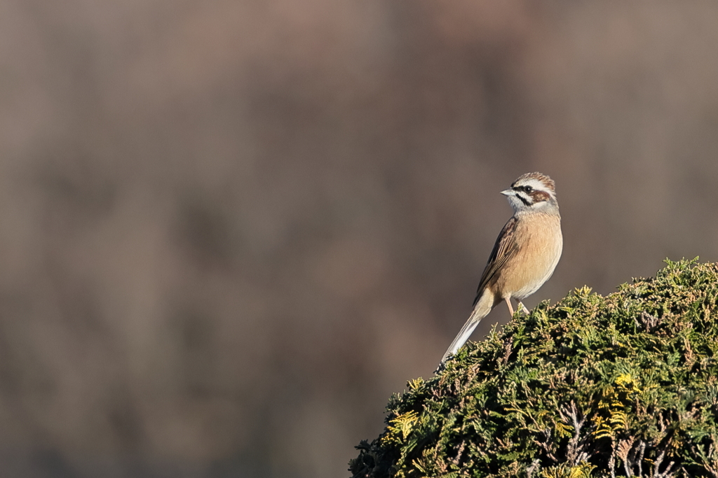 ホウジロ    　IMG-0218