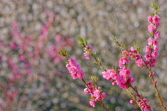 桃の花  　IMG-240321