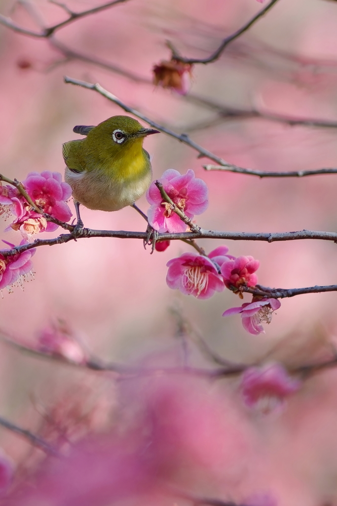 メジロ IMG-260223 by TB-2 （ID：13384240） - 写真共有サイト:PHOTOHITO