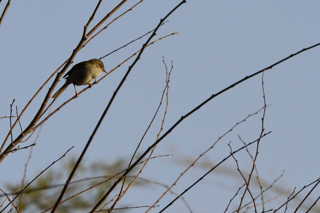 散歩（ウグイス）　IMG_25