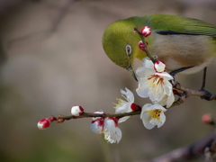 早春の香　　IMG-260217