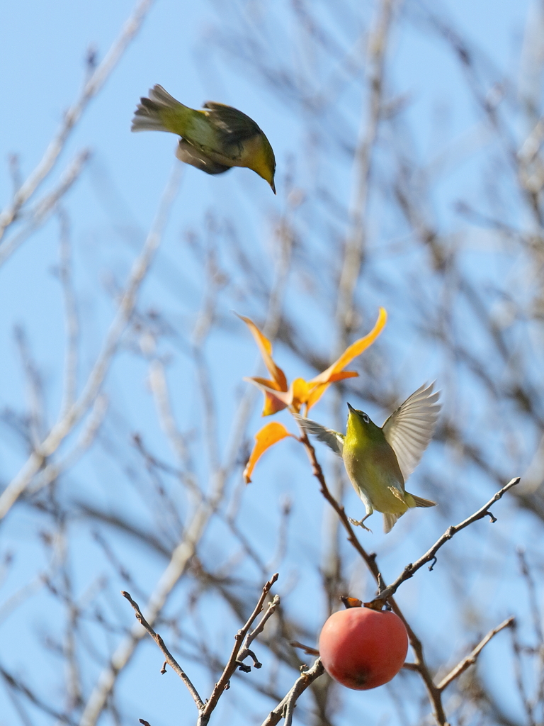 秋の陣　IMG-1204