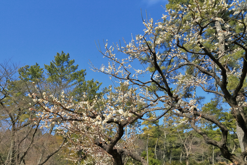 春の景色⑤　　IMG_0301