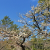 春の景色⑤　　IMG_0301
