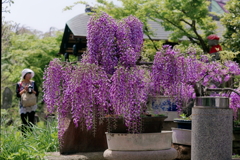 藤　　IMG-250507