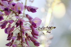 散歩（藤）　IMG_44