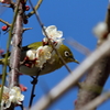 メジロと梅　IMG_1