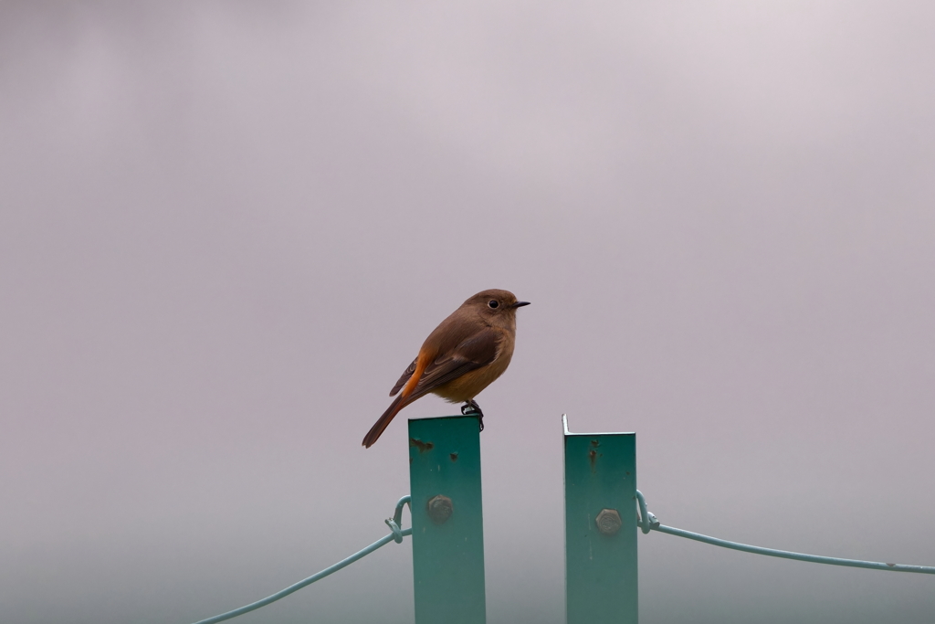 ジョウビタキ　　IMG-251221