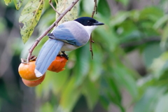 オナガ　　IMG-251109