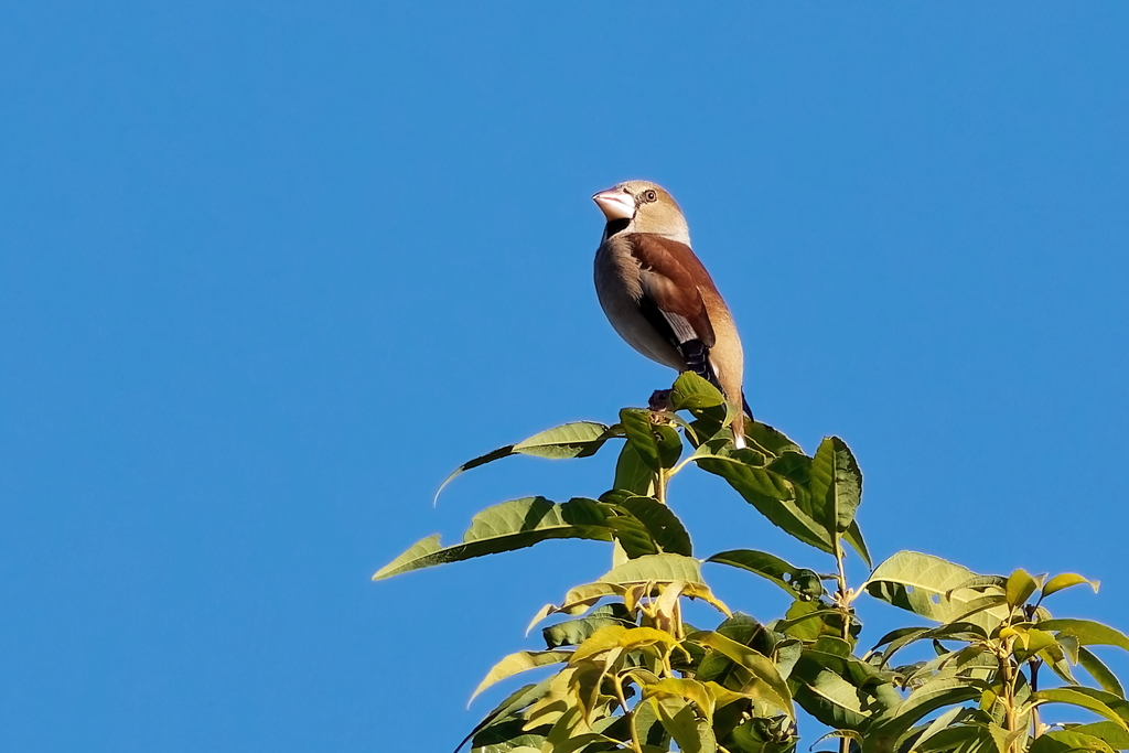 シメ　　IMG-251229