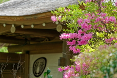 ミツバツツジ   　IMG-250511